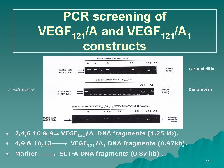 PCR screening of VEGF 121/A and VEGF 121/A 1 constructs carbenicillin • 2, 4,