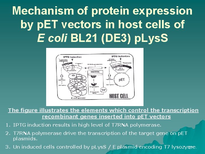 Mechanism of protein expression by p. ET vectors in host cells of E coli