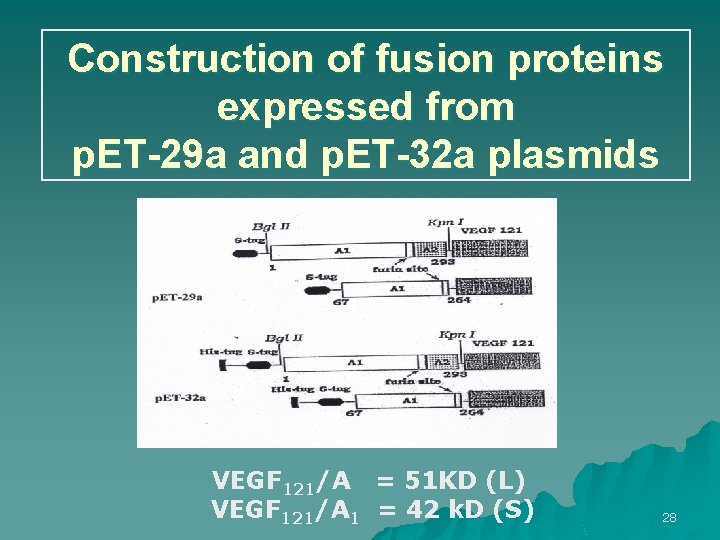 Construction of fusion proteins expressed from p. ET-29 a and p. ET-32 a plasmids