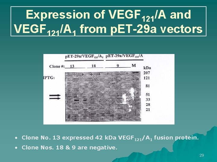 Expression of VEGF 121/A and VEGF 121/A 1 from p. ET-29 a vectors •