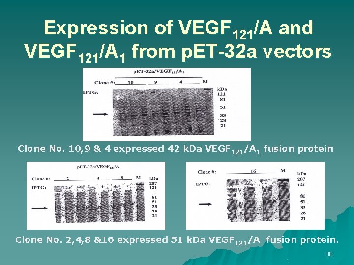 Expression of VEGF 121/A and VEGF 121/A 1 from p. ET-32 a vectors Clone
