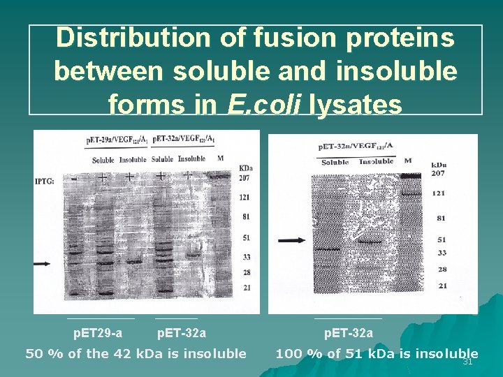 Distribution of fusion proteins between soluble and insoluble forms in E. coli lysates p.