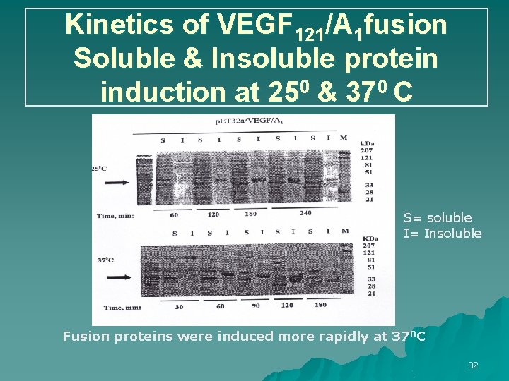 Kinetics of VEGF 121/A 1 fusion Soluble & Insoluble protein induction at 250 &