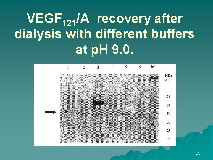 VEGF 121/A recovery after dialysis with different buffers at p. H 9. 0. 33