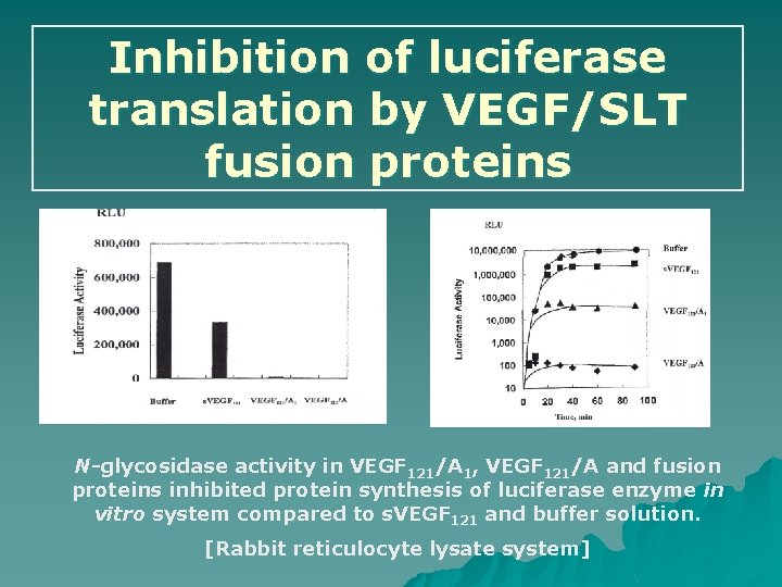 Inhibition of luciferase translation by VEGF/SLT fusion proteins N-glycosidase activity in VEGF 121/A 1,