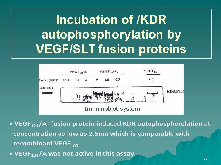 Incubation of /KDR autophosphorylation by VEGF/SLT fusion proteins Immunoblot system • VEGF 121/A 1