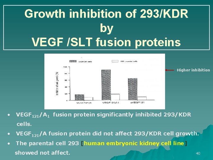 Growth inhibition of 293/KDR by VEGF /SLT fusion proteins Higher inhibition • VEGF 121/A