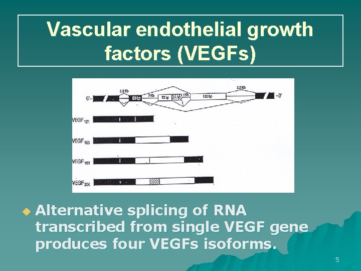 Vascular endothelial growth factors (VEGFs) u Alternative splicing of RNA transcribed from single VEGF