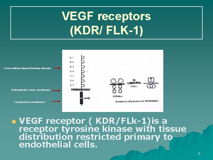 VEGF receptors (KDR/ FLK-1) Extracellular ligand binding domain Hydrophobic trans membrane Cytoplasmic membrane u