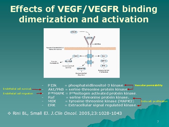 Effects of VEGF/VEGFR binding dimerization and activation Endothelial cell survival Endothelail cell migration Vascular