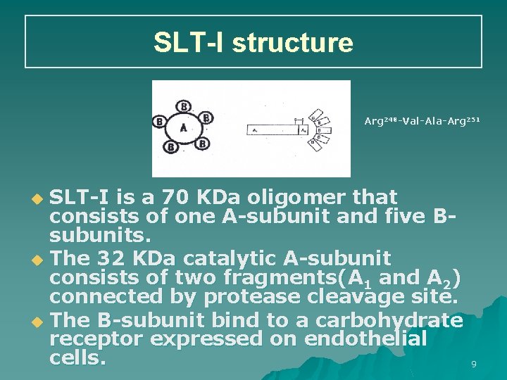 SLT-I structure Arg 248 -Val-Ala-Arg 251 SLT-I is a 70 KDa oligomer that consists