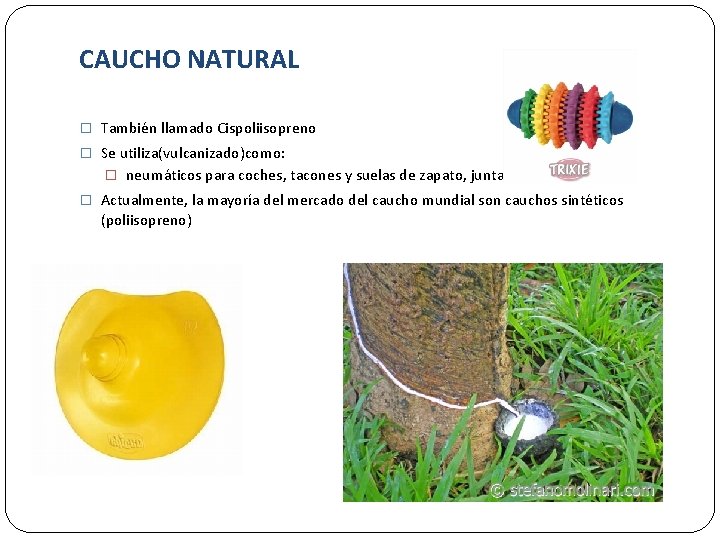 CAUCHO NATURAL � También llamado Cispoliisopreno � Se utiliza(vulcanizado)como: � neumáticos para coches, tacones