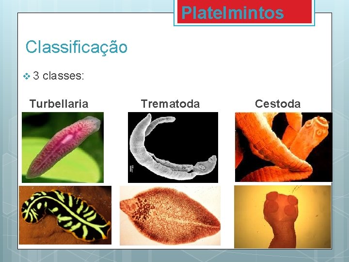 Platelminți - Clase și exemple de platyhelminthes