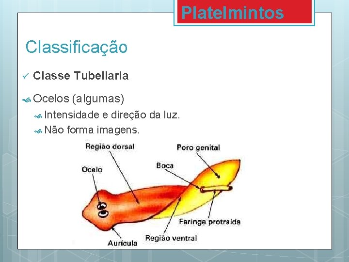 Platelmintos Classificação ü Classe Tubellaria Ocelos (algumas) Intensidade e direção da luz. Não forma