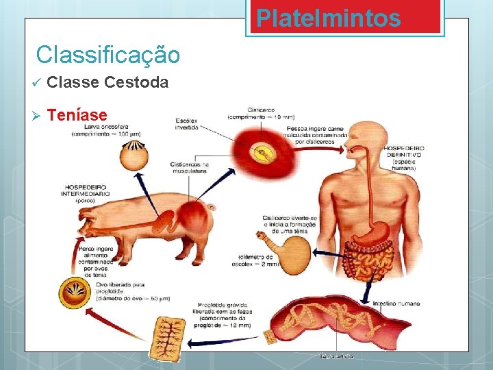 Platelmintos Classificação ü Classe Cestoda Ø Teníase 