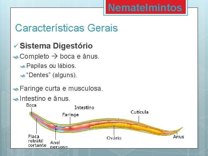 Nematelmintos Características Gerais ü Sistema Completo Digestório boca e ânus. Papilas ou lábios. “Dentes”