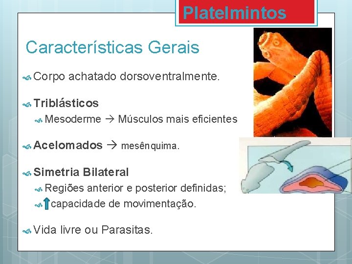 Platelmintos Características Gerais Corpo achatado dorsoventralmente. Triblásticos Mesoderme Acelomados Simetria Músculos mais eficientes mesênquima.