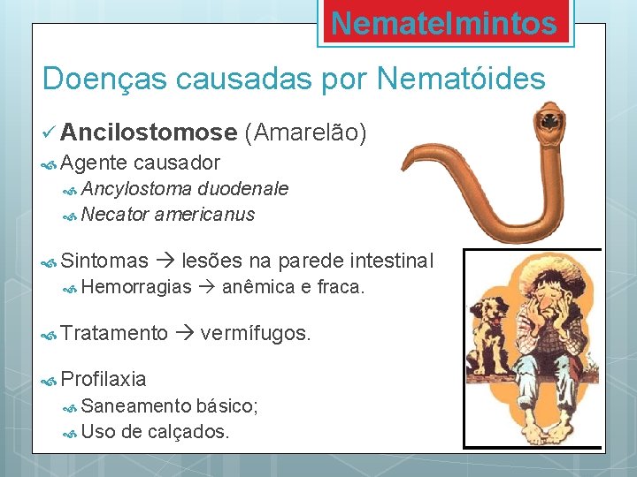 Nematelmintos Doenças causadas por Nematóides ü Ancilostomose Agente (Amarelão) causador Ancylostoma duodenale Necator americanus