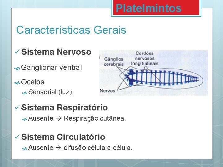 Platelmintos Características Gerais ü Sistema Nervoso Ganglionar ventral Ocelos Sensorial ü Sistema Ausente (luz).