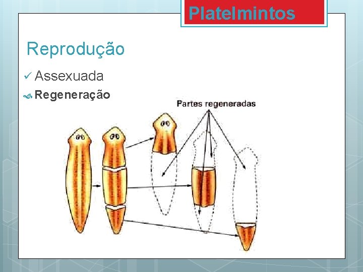 Platelmintos Reprodução ü Assexuada Regeneração 