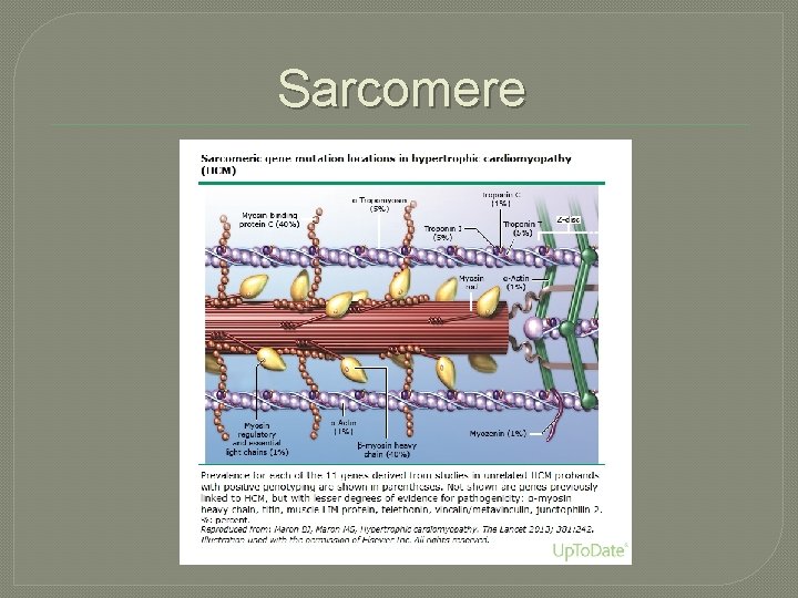 Sarcomere 