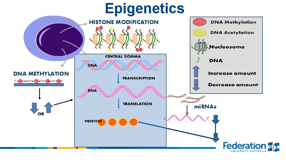 Epigenetics HISTONE MODIFICATION DNA METHYLATION mi. RNAs 5’ 3’ 