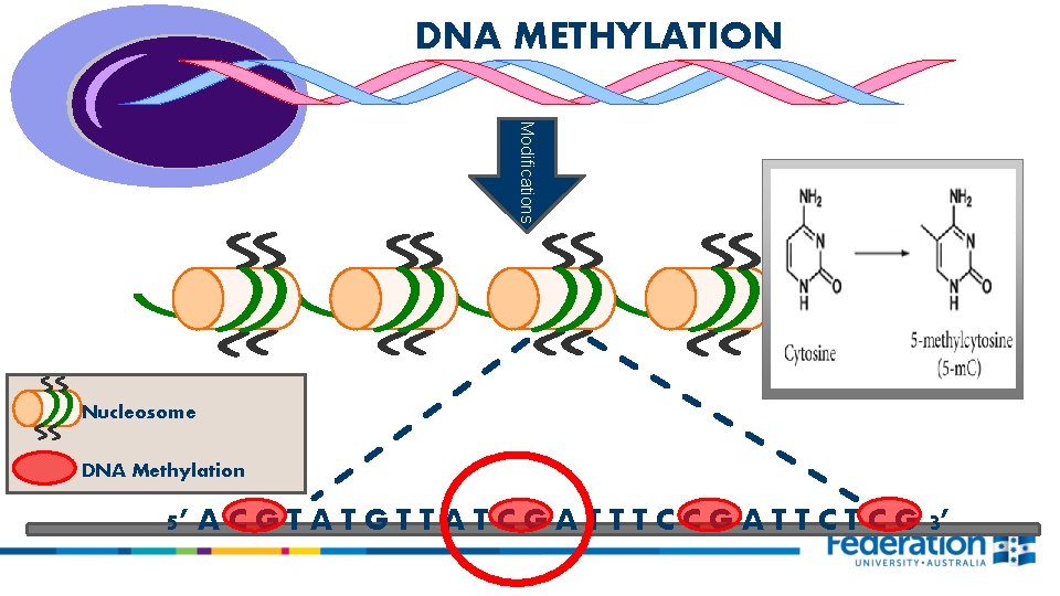 DNA METHYLATION Modifications Nucleosome DNA Methylation 5’ A C G T A T G