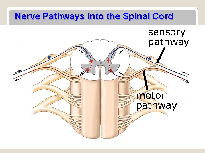 Nerve Pathways into the Spinal Cord sensory pathway motor pathway 