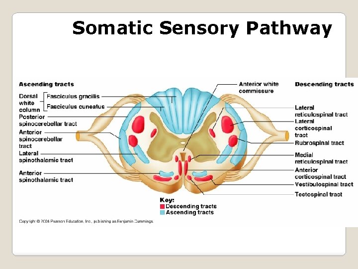 Somatic Sensory Pathway 