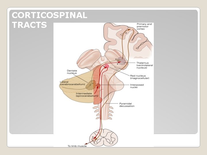 CORTICOSPINAL TRACTS 