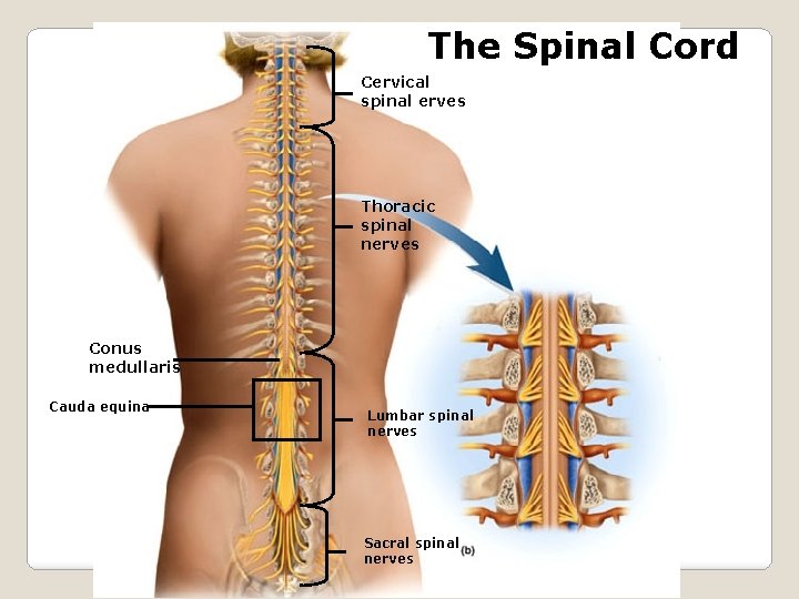 The Spinal Cord Cervical spinal erves Thoracic spinal nerves Conus medullaris Cauda equina Lumbar