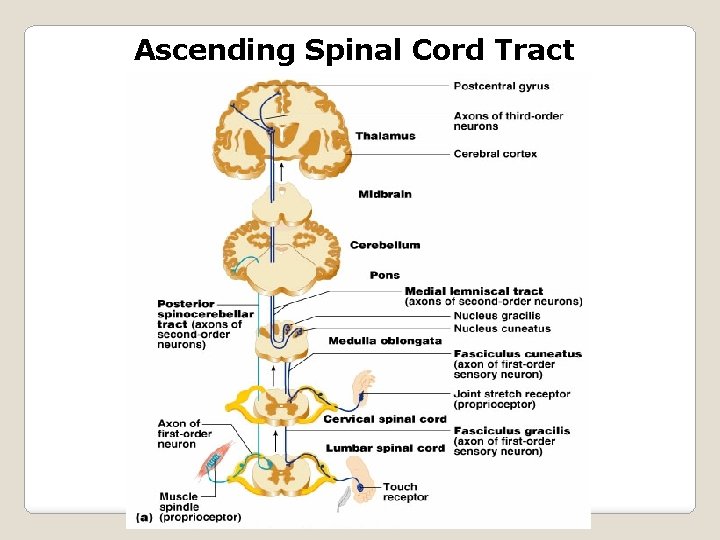 Ascending Spinal Cord Tract 