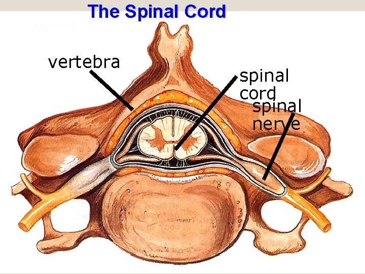 The Spinal Cord vertebra spinal cord spinal nerve 