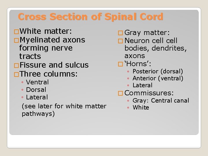 Cross Section of Spinal Cord �White matter: �Myelinated axons forming nerve tracts �Fissure and