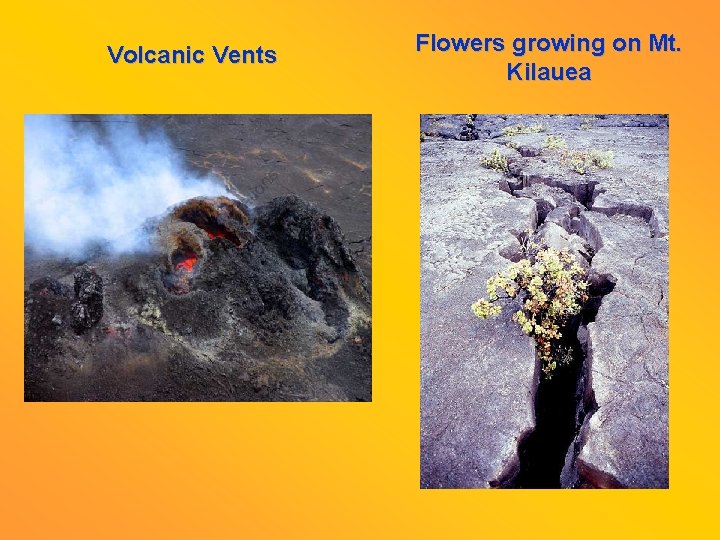 Volcanic Vents Flowers growing on Mt. Kilauea 