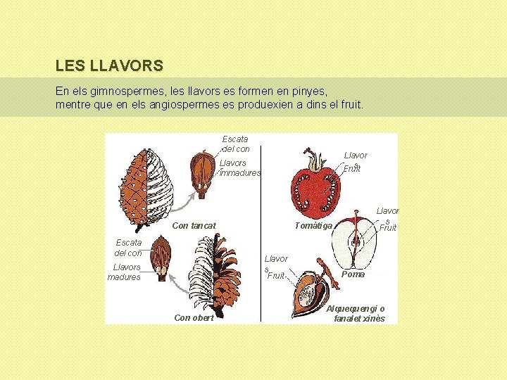 LES LLAVORS En els gimnospermes, les llavors es formen en pinyes, mentre que en