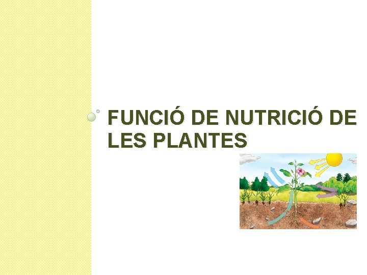 FUNCIÓ DE NUTRICIÓ DE LES PLANTES 