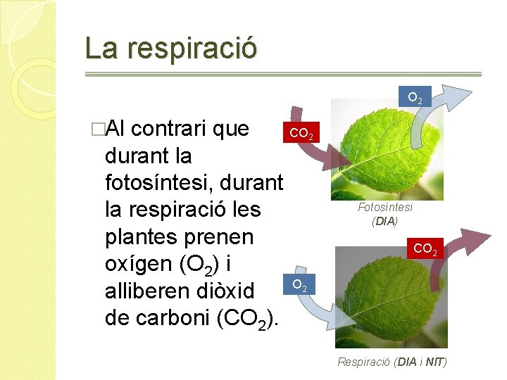 La respiració O 2 �Al contrari que CO durant la fotosíntesi, durant la respiració