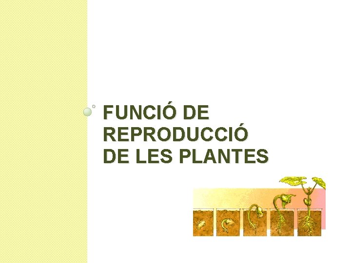 FUNCIÓ DE REPRODUCCIÓ DE LES PLANTES 