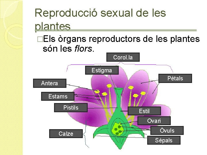 Reproducció sexual de les plantes �Els òrgans reproductors de les plantes són les flors.