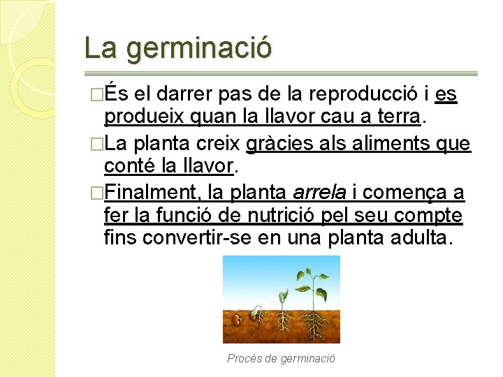 La germinació �És el darrer pas de la reproducció i es produeix quan la