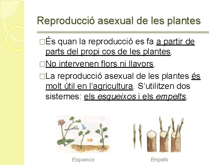 Reproducció asexual de les plantes �És quan la reproducció es fa a partir de