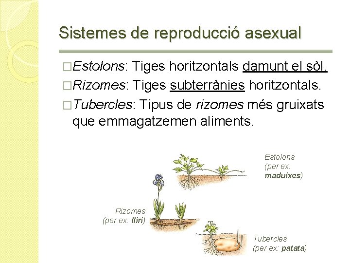 Sistemes de reproducció asexual �Estolons: Tiges horitzontals damunt el sòl. �Rizomes: Tiges subterrànies horitzontals.