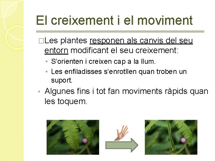 El creixement i el moviment �Les plantes responen als canvis del seu entorn modificant