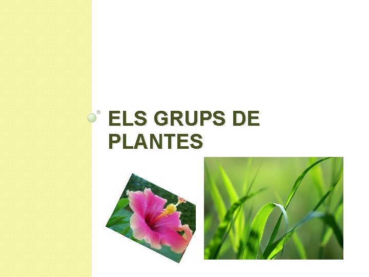 ELS GRUPS DE PLANTES 