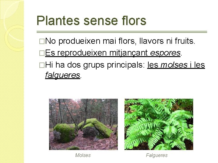 Plantes sense flors �No produeixen mai flors, llavors ni fruits. �Es reprodueixen mitjançant espores.