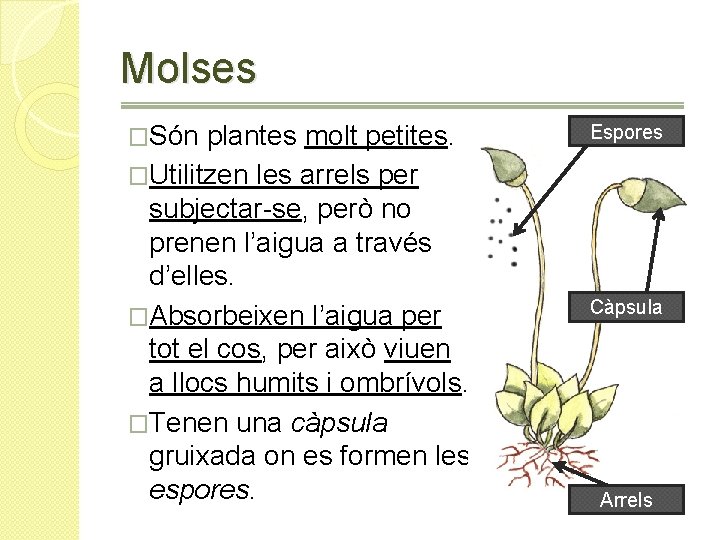 Molses �Són plantes molt petites. �Utilitzen les arrels per subjectar-se, però no prenen l’aigua