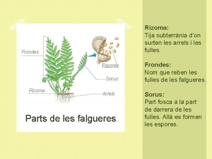 Rizoma: Tija subterrània d’on surten les arrels i les fulles. Frondes Espores Sorus Rizoma