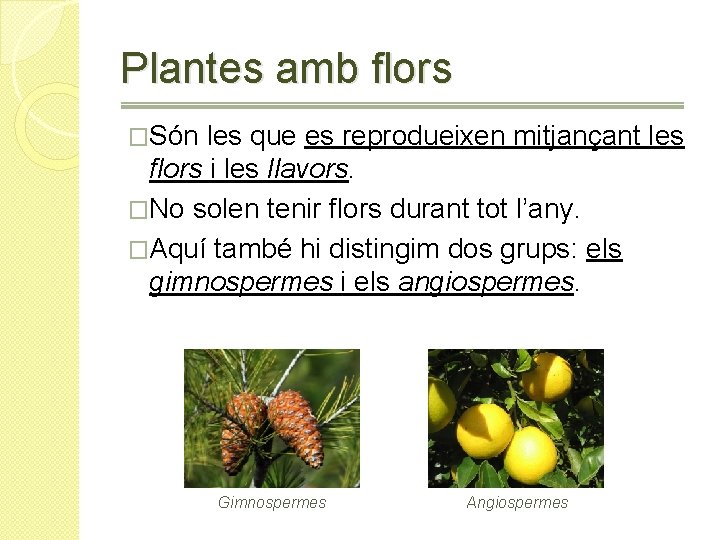 Plantes amb flors �Són les que es reprodueixen mitjançant les flors i les llavors.
