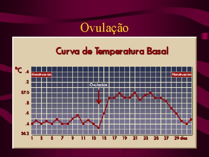 Ovulação 